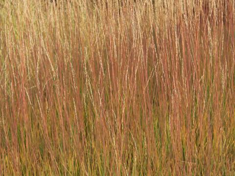 Molinia caerulea 'Aha-Erlebnis' PBR