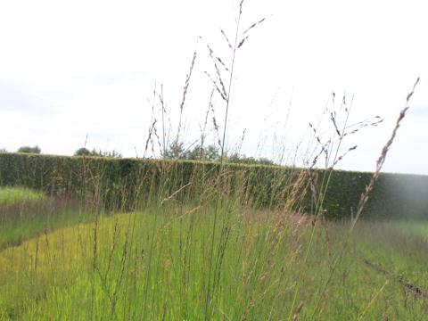 Molinia arundinacea 'Sky Racer'