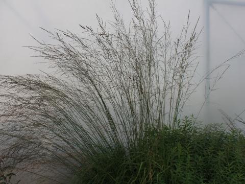 Molinia arundinacea 'Transparent'