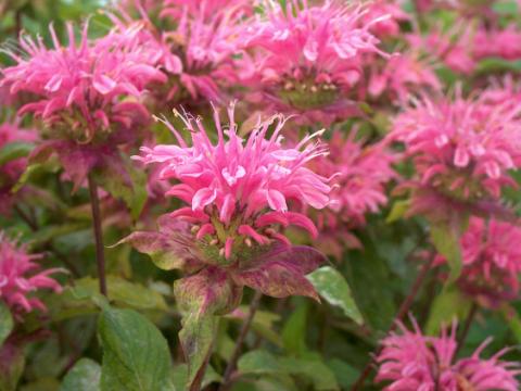 Monarda  'Beauty of Cobham'