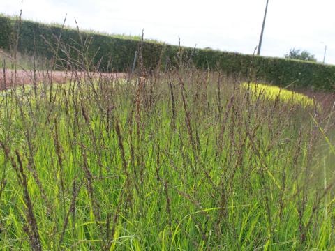 Molinia caerulea