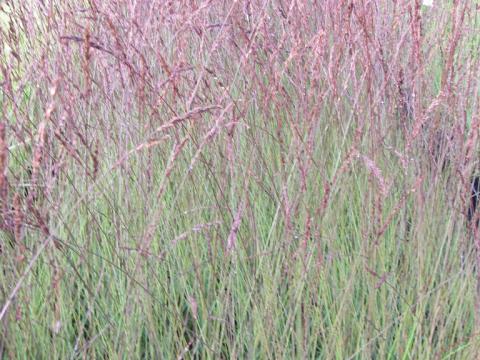 Molinia caerulea 'Edith Dudszus'