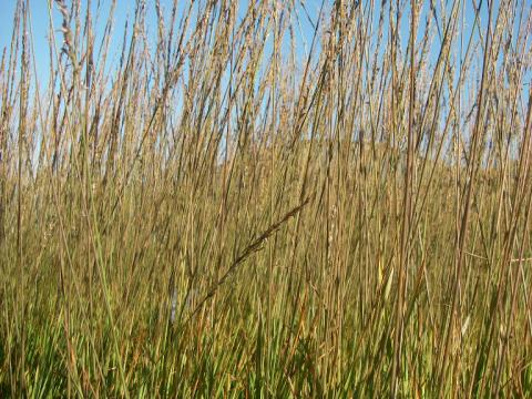 Molinia caerulea 'Heidebraut'