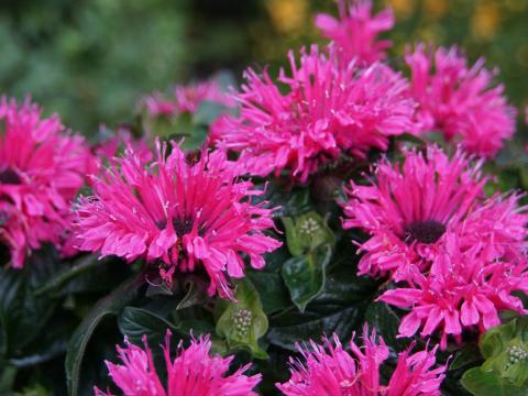 Monarda  'Cranberry Lace' ®