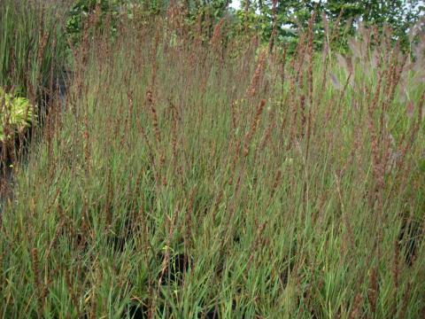 Molinia caerulea 'Moorhexe'