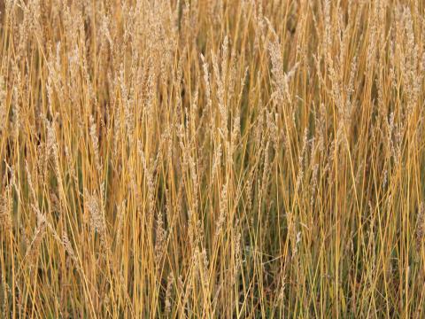 Molinia caerulea 'Overdam'