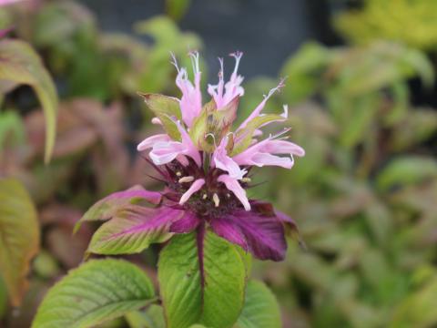 Monarda  'Croftway Pink'