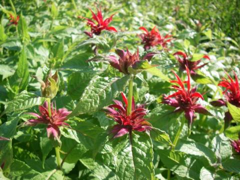 Monarda  'Cambridge Scarlet'