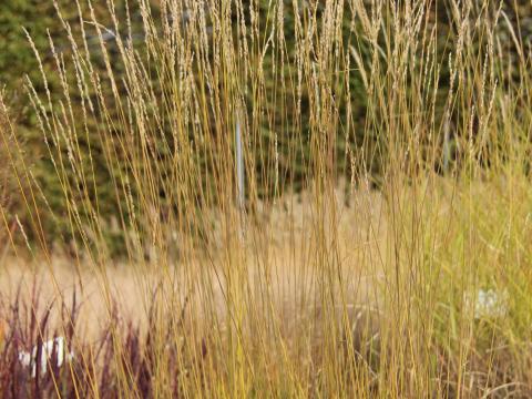 Molinia caerulea 'Waaiberg'