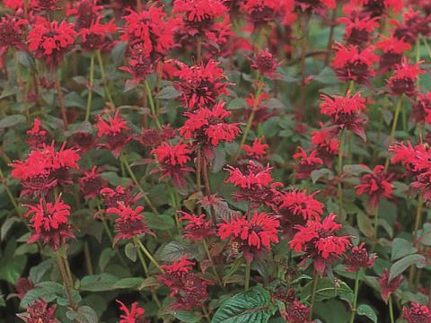 Monarda didyma