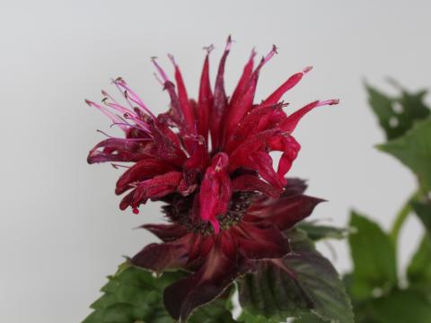 Monarda  'Fireball' PBR