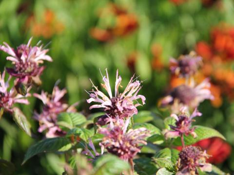 Monarda fistulosa 'Oudolf's Charm'