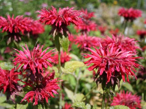 Monarda  'Gardenview Scarlet'