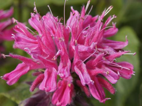 Monarda  'Marshall's Delight'