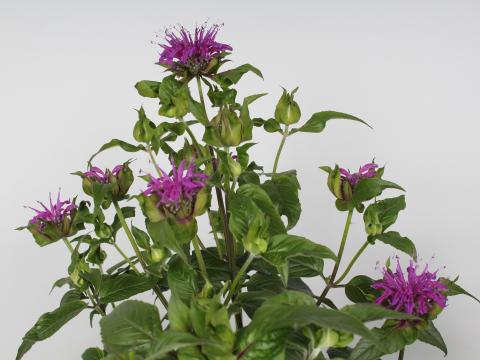 Monarda  'Prairienacht'