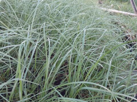 Muhlenbergia rigens