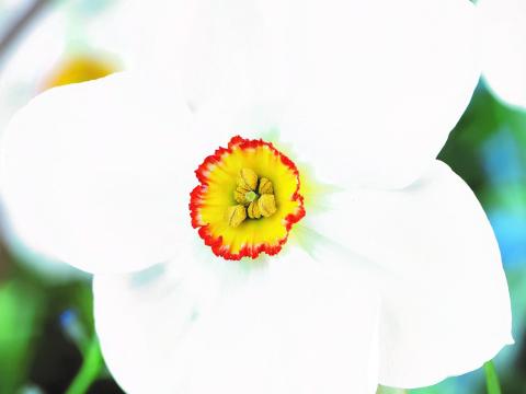 Narcissus  'Actaea'