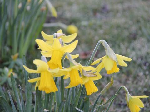 Narcissus  'Februari Gold'