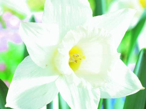 Narcissus  'Mount Hood'