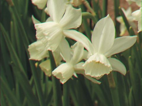 Narcissus  'Thalia'