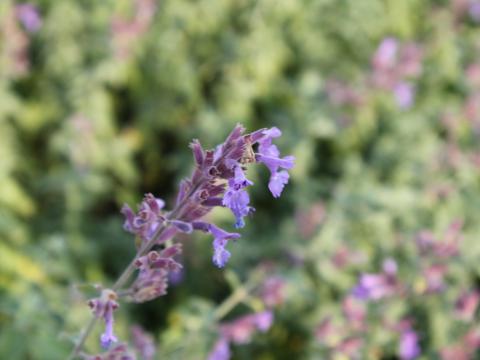Nepeta faassenii (x) 'Dropmore' Nepeta faassenii (x) 'Dropmore'