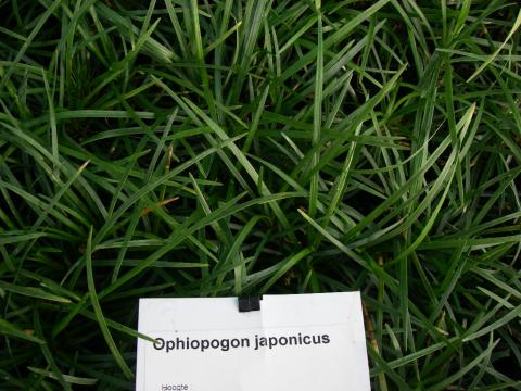 Ophiopogon japonicus Ophiopogon japonicus