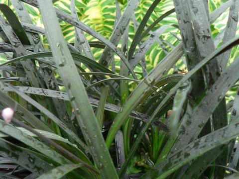 Ophiopogon planiscapus 'Black Dragon'