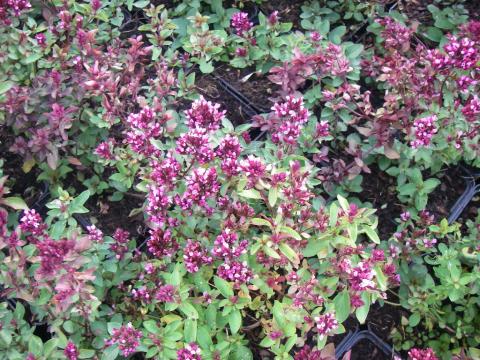 Origanum laevigatum 'Herrenhausen'