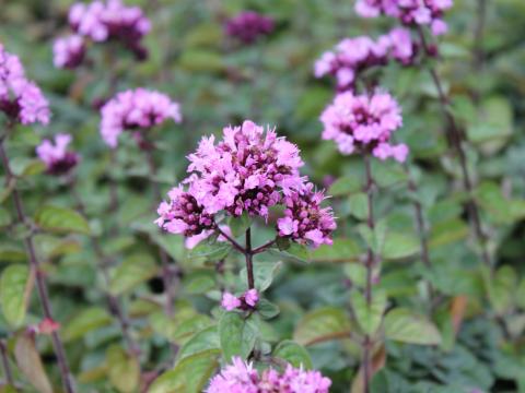 Origanum  'Rosenkuppel'