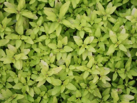 Origanum vulgare 'Aureum'