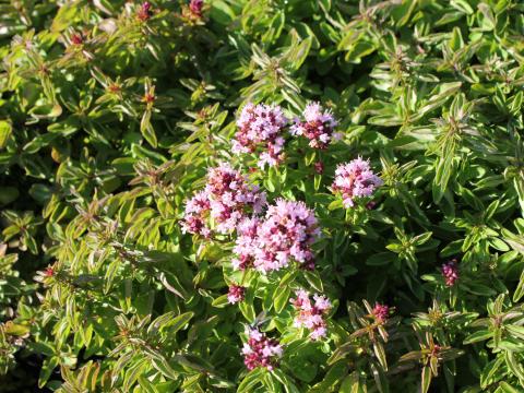 Origanum vulgare 'Compactum'