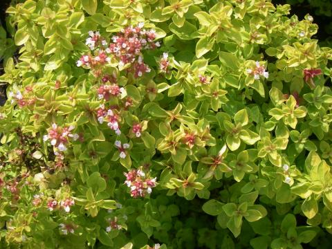 Origanum vulgare 'Thumble's Variety'