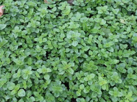 Origanum vulgare