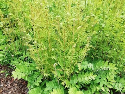 Osmunda regalis 'Purpurascens'