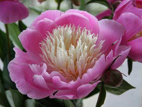 Paeonia lactiflora 'Bowl of Beauty' 1l.