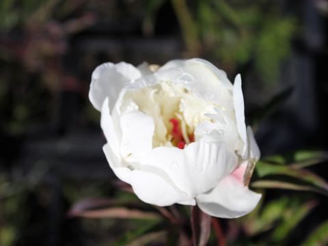 Paeonia lactiflora 'Jan van Leeuwen' 1l.