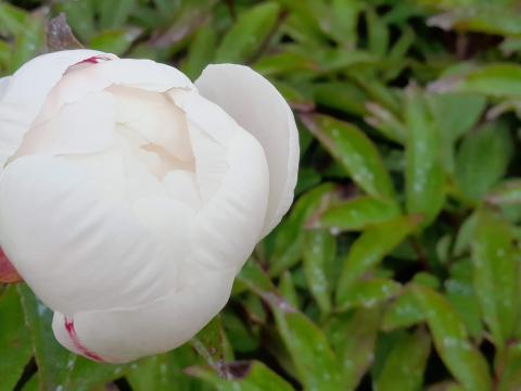Paeonia lactiflora 'Gardenia' 1l.