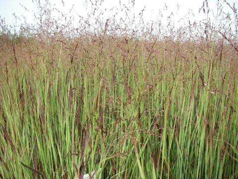 Panicum virgatum 'Heiliger Hain'