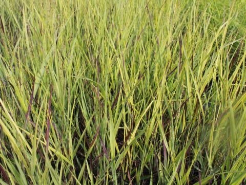 Panicum virgatum 'Heavy Metal'