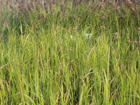 Panicum virgatum (generatief)