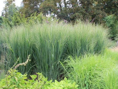 Panicum virgatum 'Northwind'