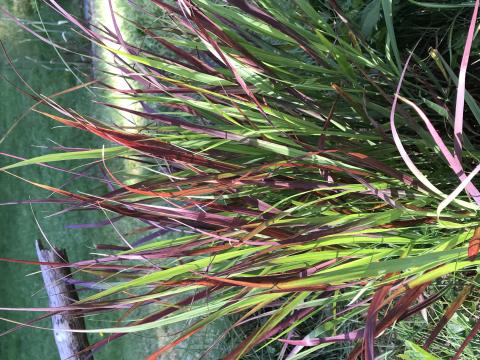 Panicum virgatum 'Oxblood Autumn' PBR