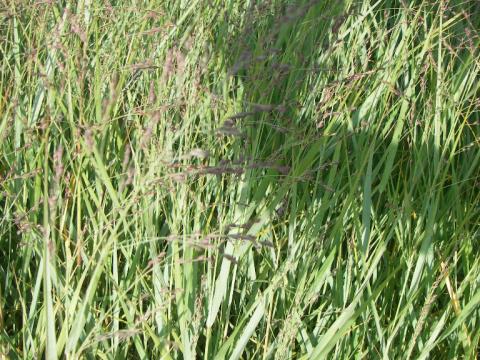 Panicum virgatum 'Prairie Sky'