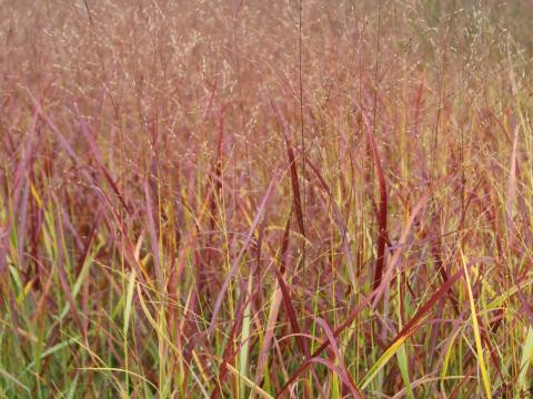 Panicum virgatum 'Rehbraun'
