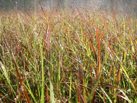 Panicum virgatum 'Rotstrahlbusch'