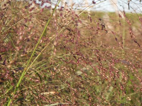 Panicum virgatum 'Squaw'