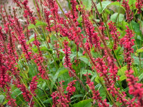 Persicaria amplexicaulis 'Anne's Choice' ®