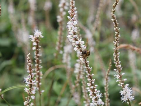 Persicaria amplexicaulis 'Alba'