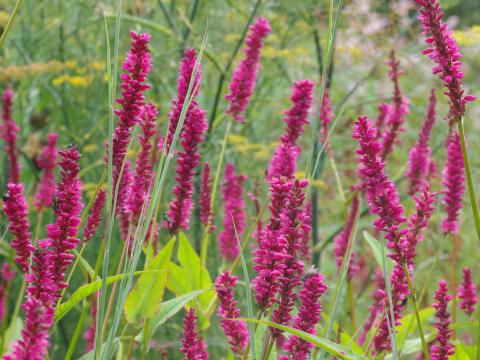 Persicaria amplexicaulis 'Amethyst Summer' PBR