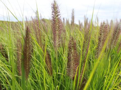 Pennisetum alopecuroides 'Black Beauty'